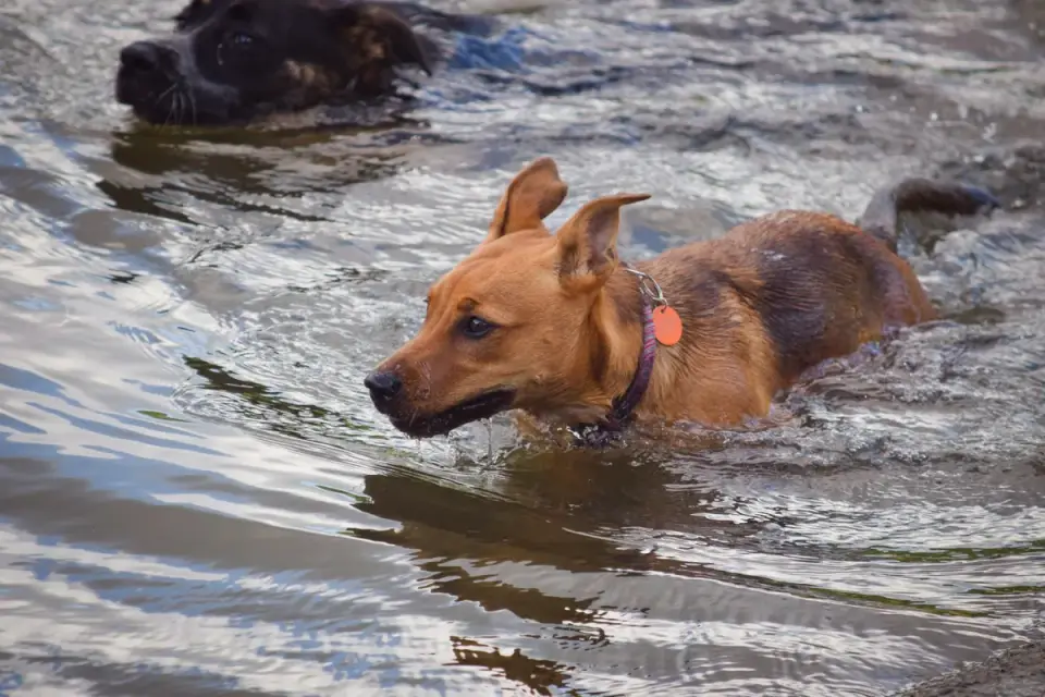 A dog wearing an orange flotation vest swimming near a dock