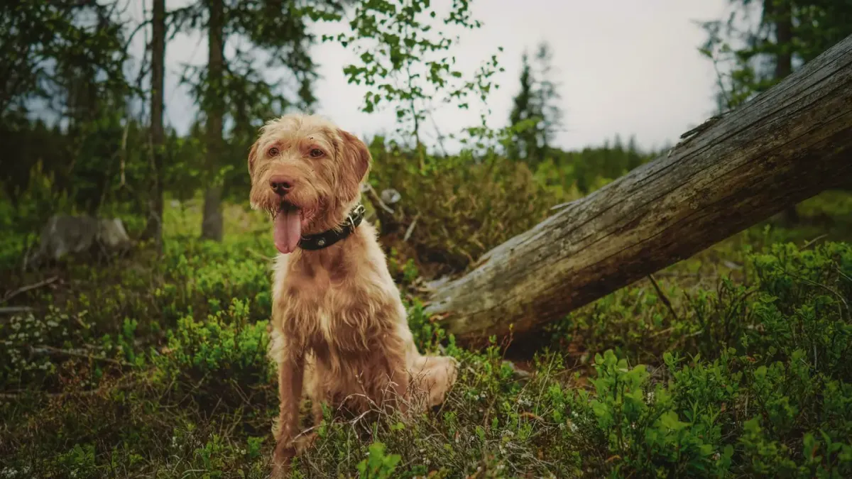 A dog wearing a collar-mounted GPS tracker unit on a walk