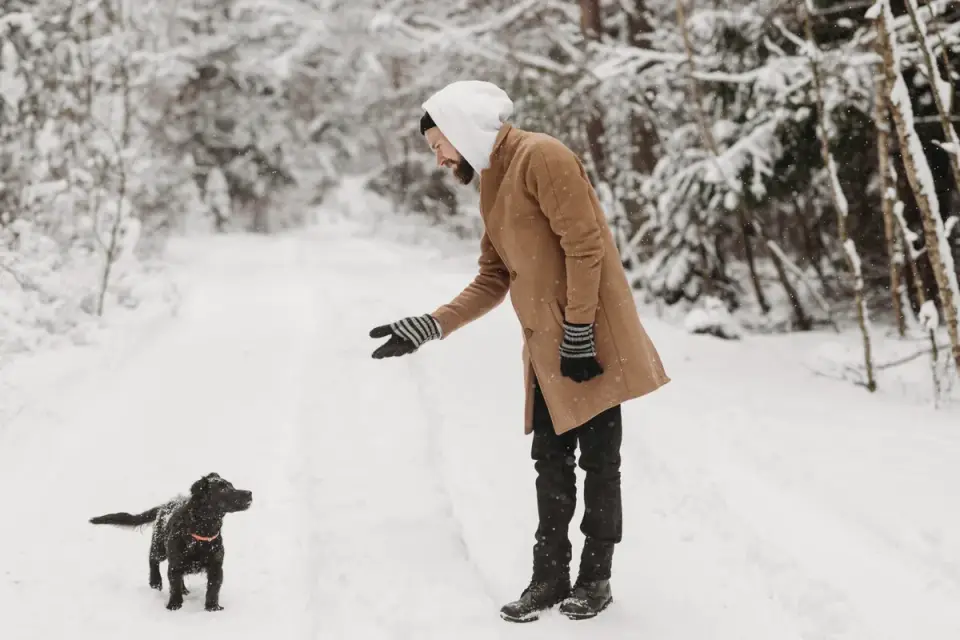 A dog wearing fabric winter boots walking on a snow-dusted sidewalk