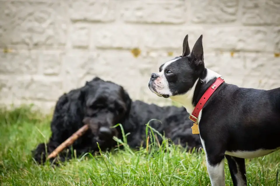 A French Bulldog and a Boston Terrier sitting side by side on a sidewalk