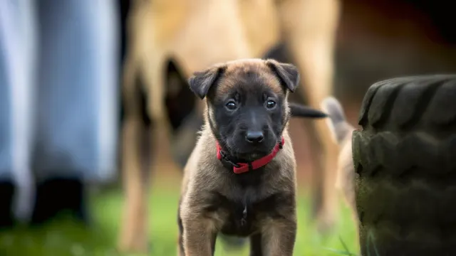 A German Shepherd and a Belgian Malinois standing together in a grassy field