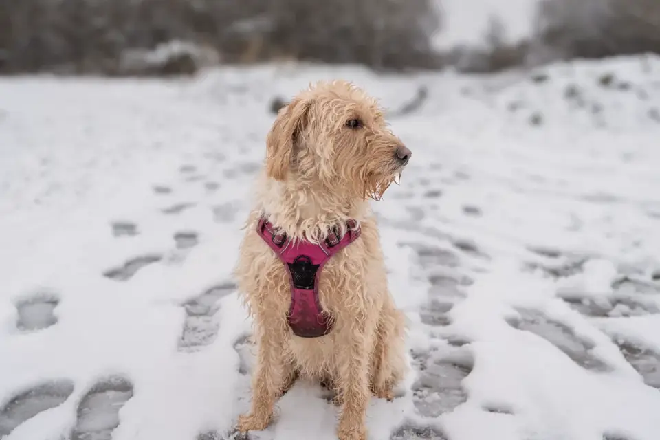 A Golden Retriever and a Poodle standing near each other outdoors