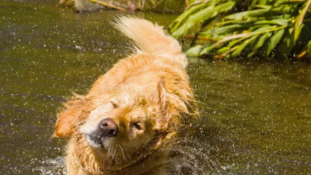 A golden retriever mid-shake on a lake shore with water droplets visible around its head
