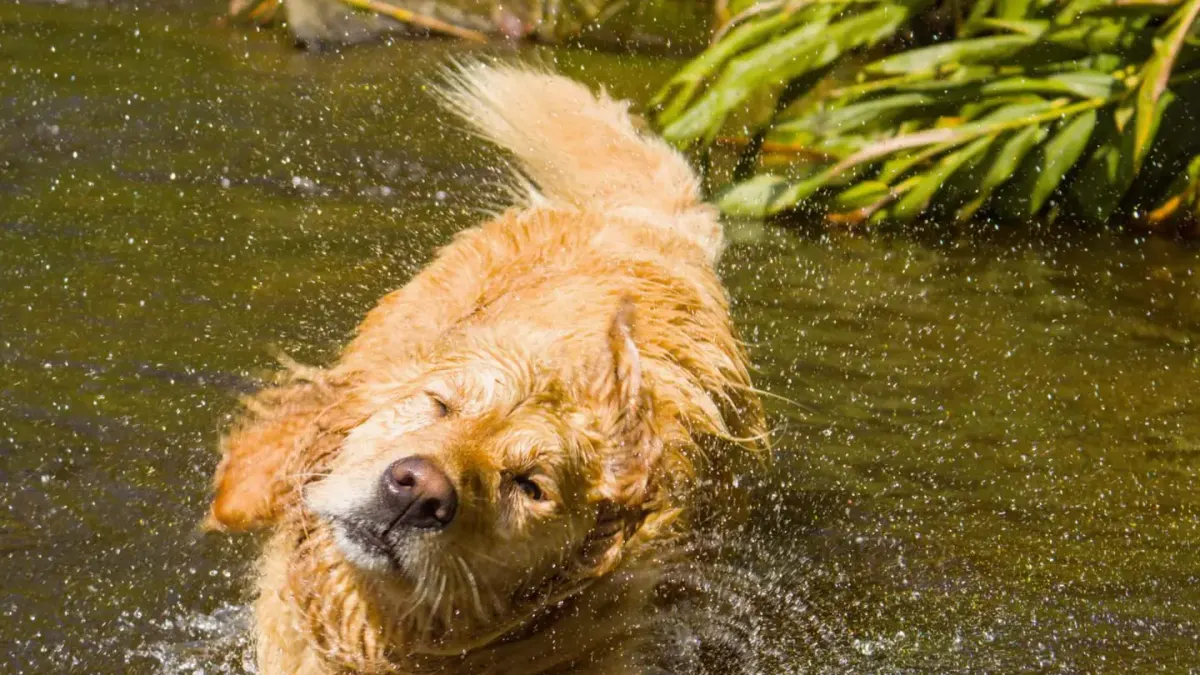 A golden retriever mid-shake on a lake shore with water droplets visible around its head