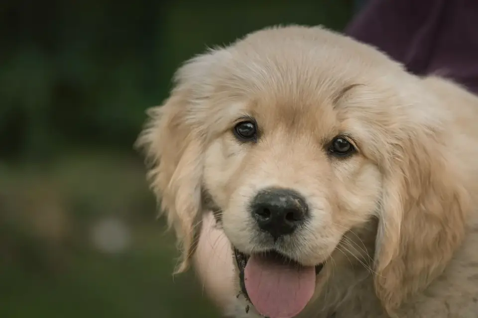 A Golden Retriever puppy being brushed with a slicker brush