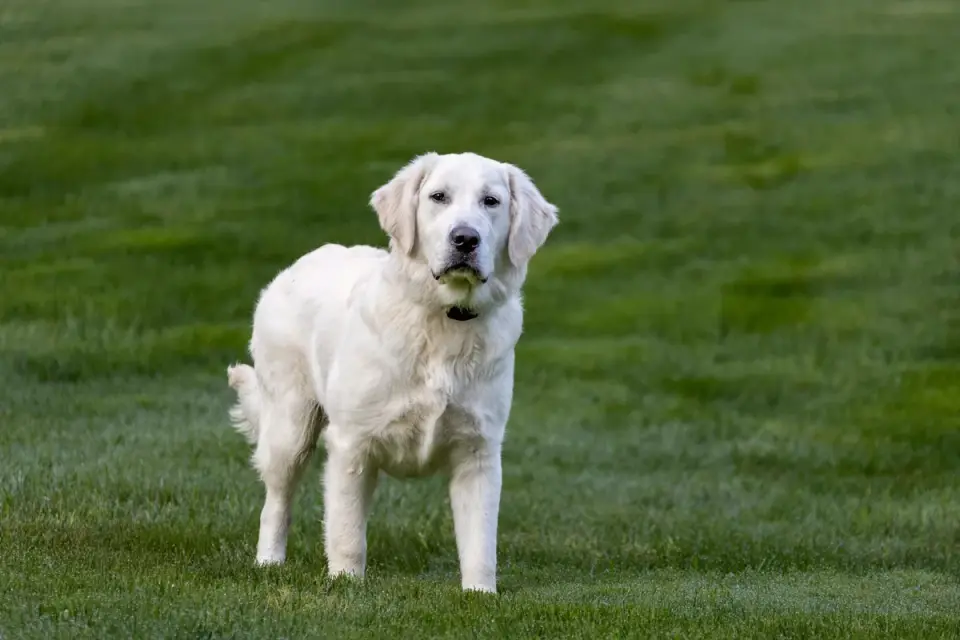 A golden retriever sitting near a table watching a ham being carved