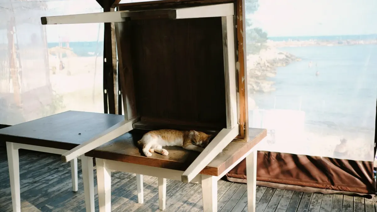 A gray-muzzled senior dog lying low under a table, ears back, during a storm