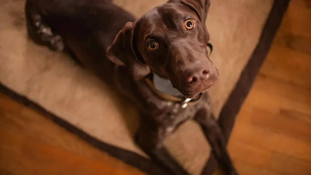 A gray-muzzled senior dog pushing itself up from a dog bed