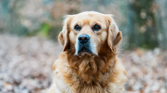 A graying senior golden retriever climbing a short flight of outdoor steps