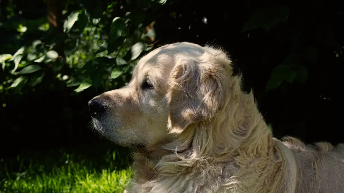 A graying senior golden retriever lying calmly on a wooden porch