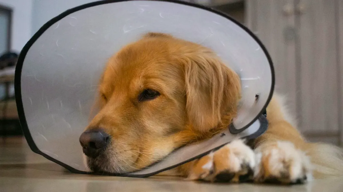 A graying senior golden retriever lying on a kitchen floor near a small bowl of chews