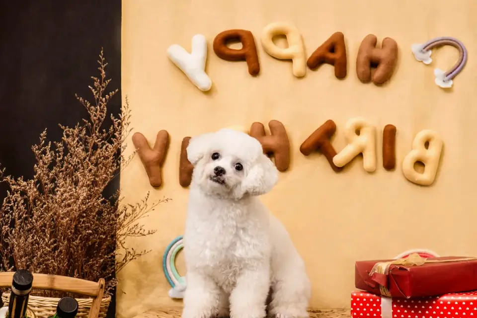 A groomer brushes a white Bichon Frise on a grooming table