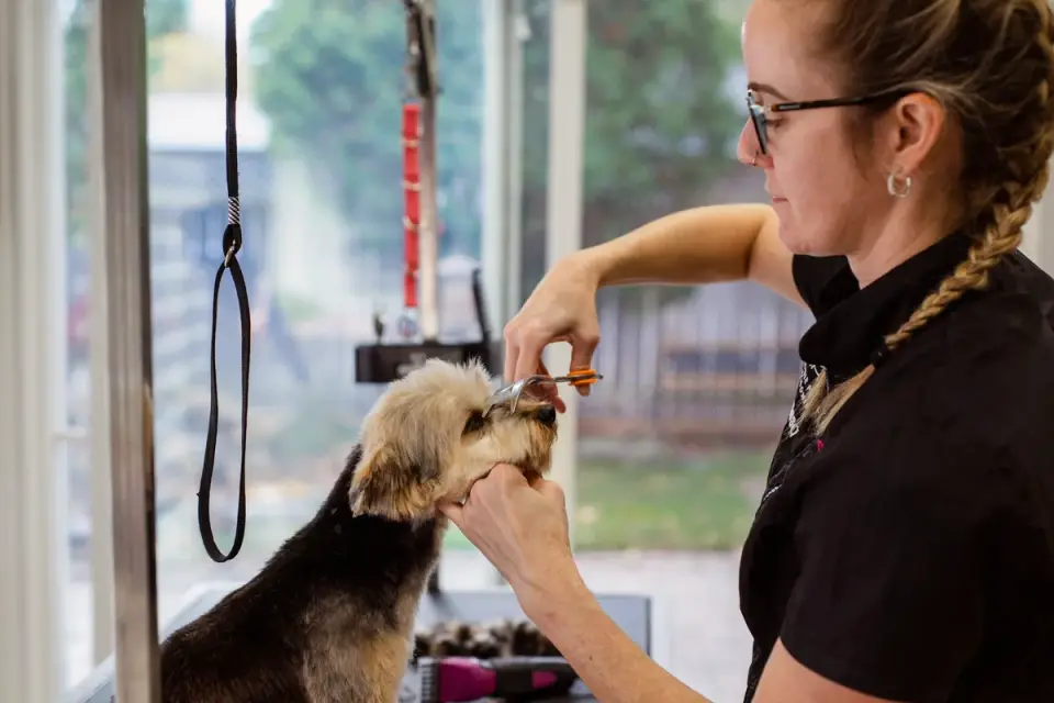 A groomer brushing out a dog&#x27;s coat on a raised grooming table