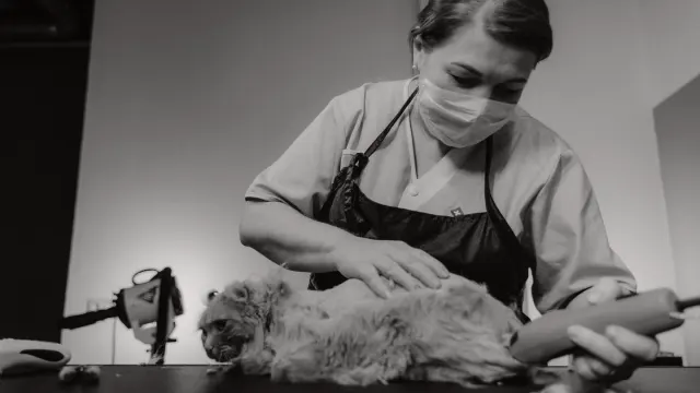 A groomer's gloved hand guiding electric clippers around a dog's paw