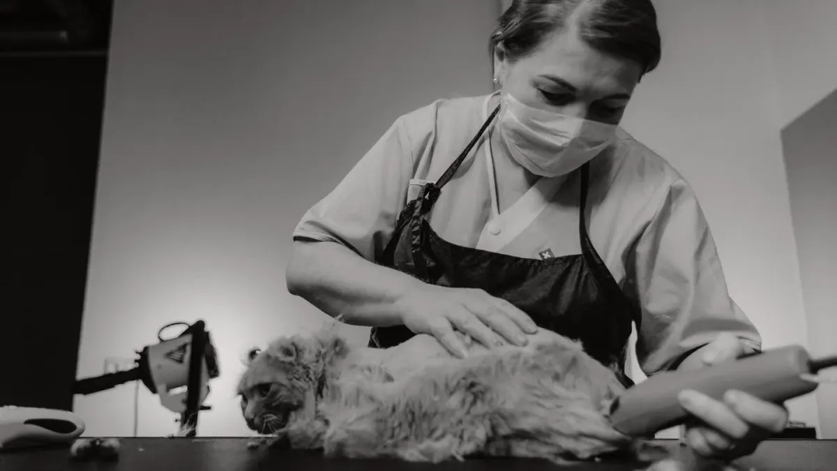 A groomer's gloved hand guiding electric clippers around a dog's paw