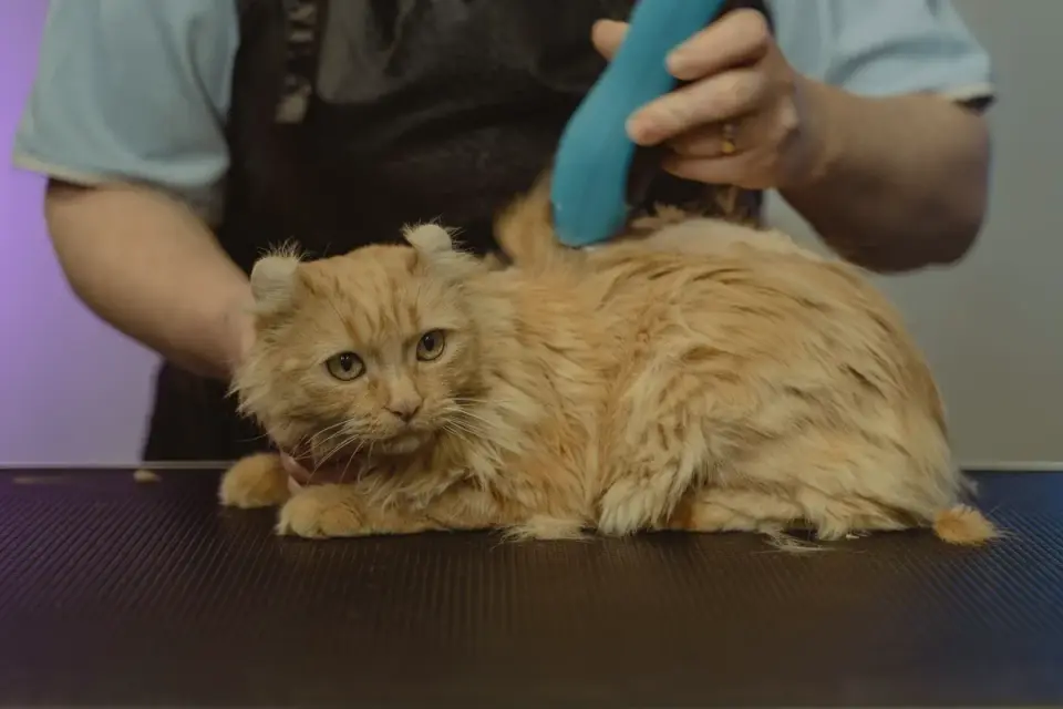 A groomer&#x27;s gloved hand guiding electric clippers around a dog&#x27;s paw