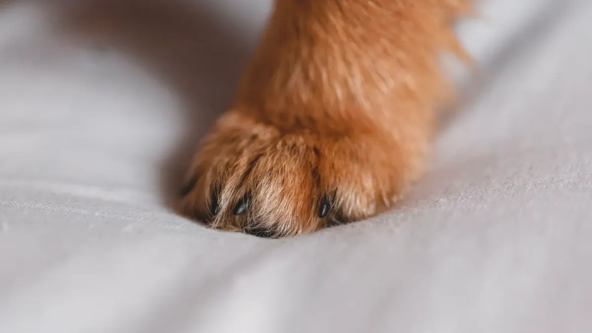 A groomer's hand holding a small rotary nail grinder against a dog's paw
