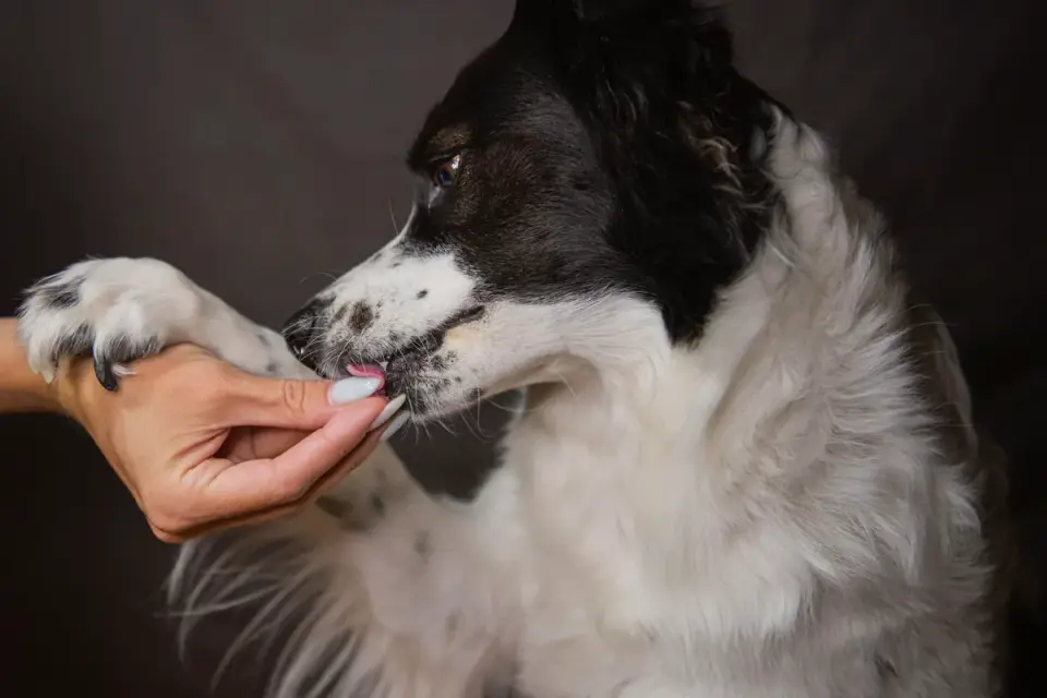 A groomer&#x27;s hand holding a small rotary nail grinder against a dog&#x27;s paw