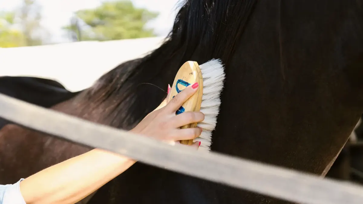 A hand holding a rubber curry brush against a short-haired dog's coat