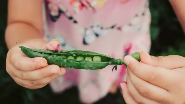 A handful of small soft training treats held in an open palm