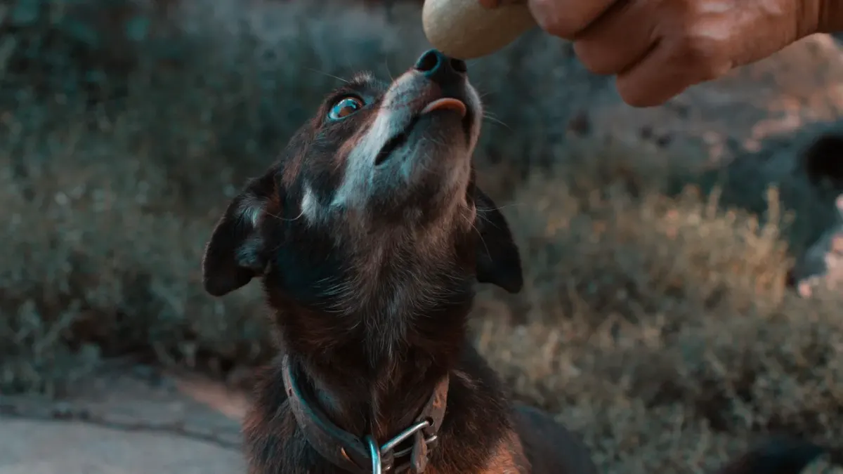 A handler wearing a treat pouch clipped to their waistband while rewarding a dog outdoors