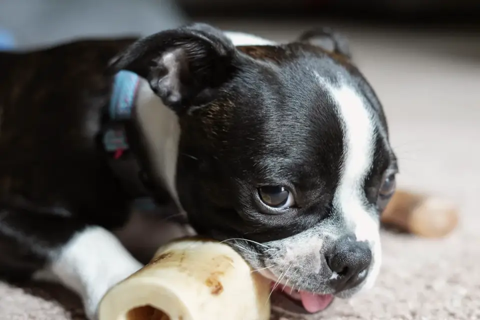 A jar of dog chew supplements with several chews spilled onto a wooden counter
