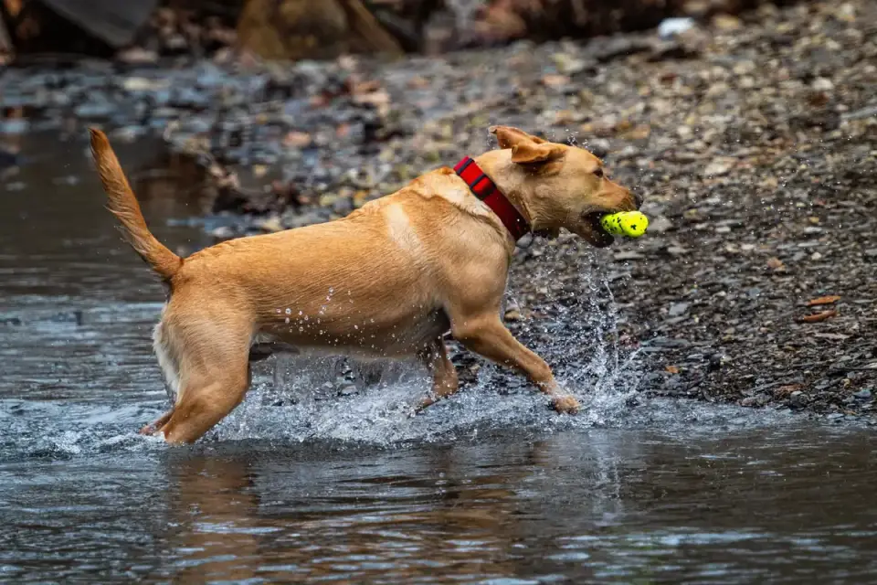 A Labrador retriever chewing a solid rubber toy on a rug