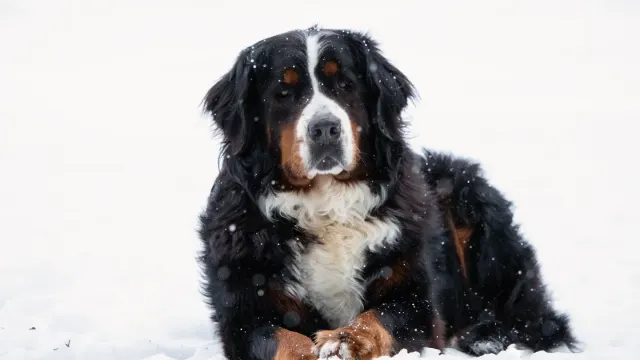 A large calm dog resting on a living room floor near a couch