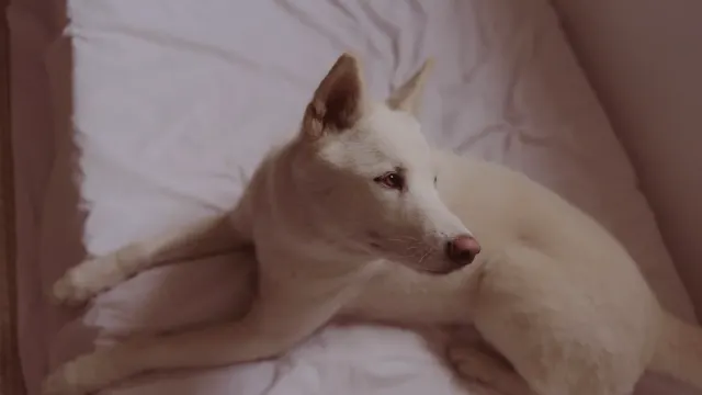 A large senior dog lying on an orthopedic bed in a living room