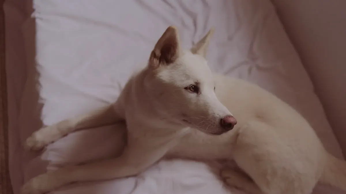 A large senior dog lying on an orthopedic bed in a living room
