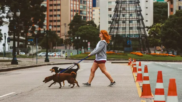 A leashed dog pulling backward and barking while another dog passes at a distance on a sidewalk