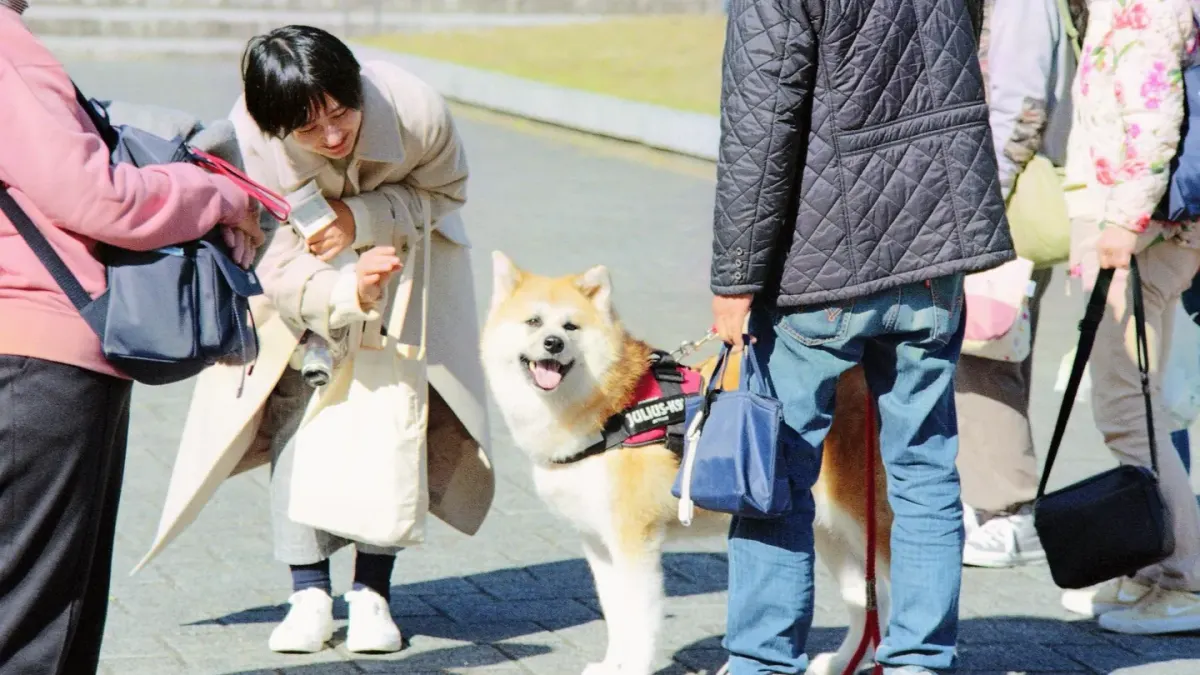 A leashed dog yawning while a stranger crouches nearby to greet it