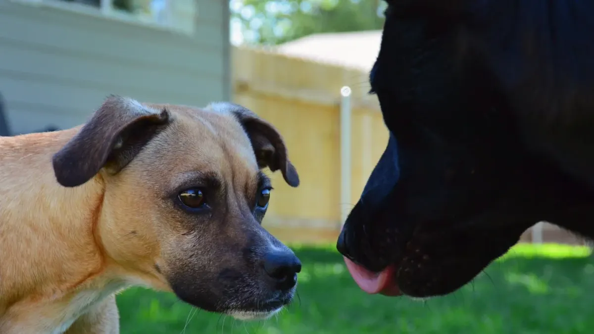 A male and a female dog of similar size playing together outdoors