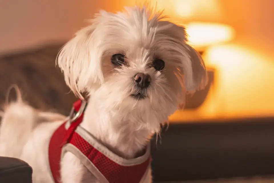 A Maltese dog having its long white coat brushed