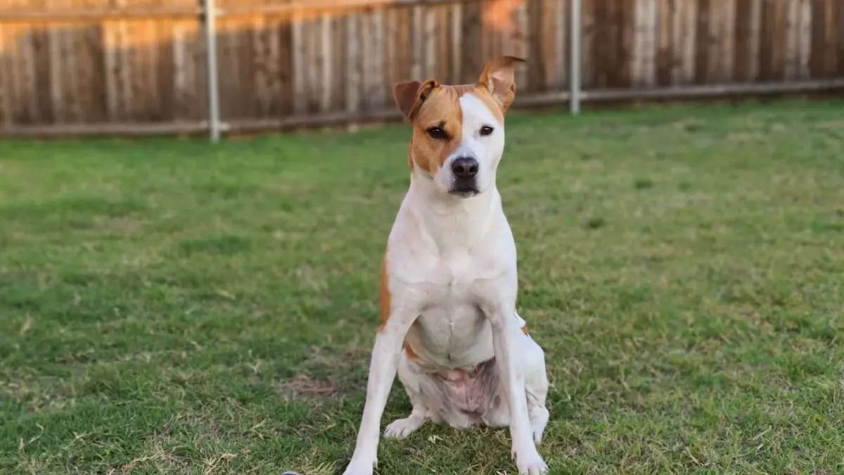 A medium-sized dog stretching its front legs on grass before a walk