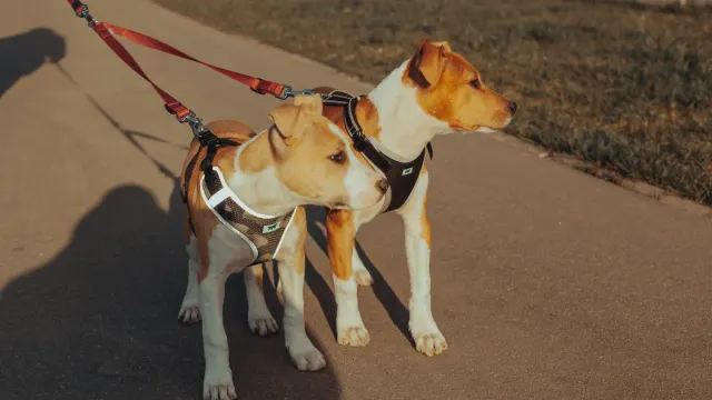 A medium-sized dog walking on a leash attached to a front-clip harness