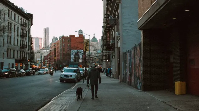A medium-sized dog walking on a neighborhood sidewalk beside its owner