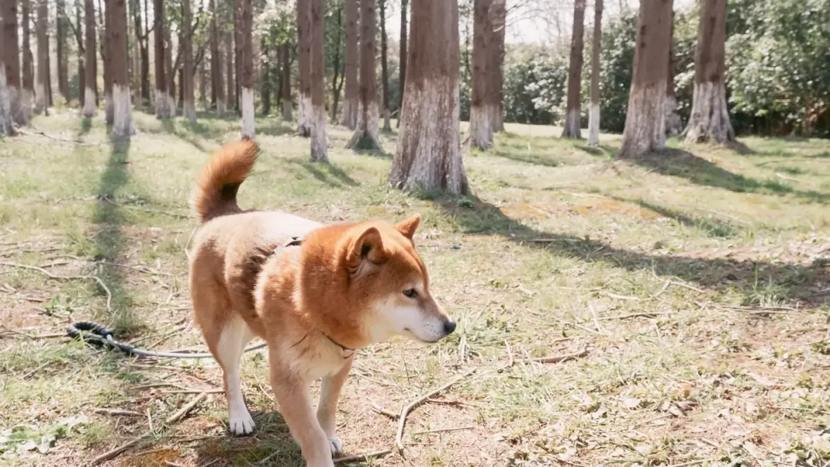 A medium-sized dog walking outdoors wearing a hard-sided basket muzzle
