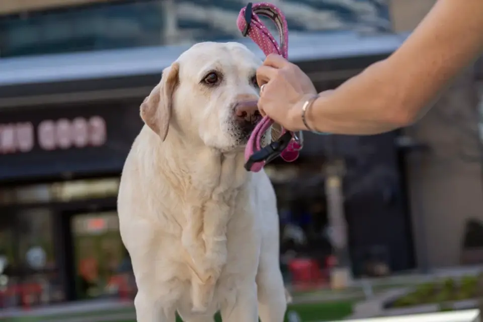 A person&#x27;s hand holding a small clicker device next to a treat pouch during a dog training session