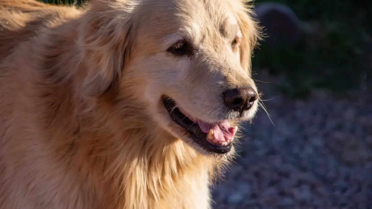 A person using a slicker brush on a golden retriever's coat outdoors