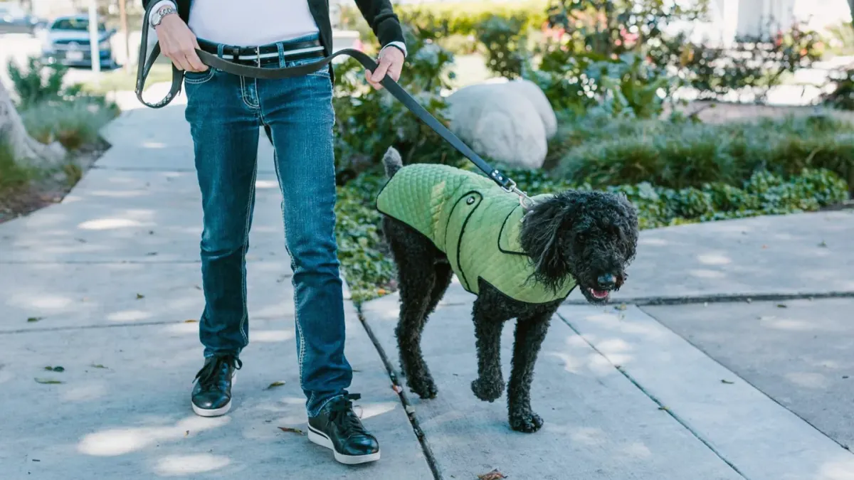 A person walking a dog closely beside them on a sidewalk