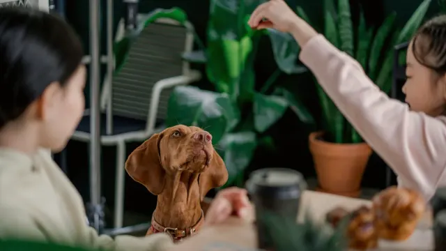 A pet sitter kneeling beside a dog in a home kitchen while filling a food bowl