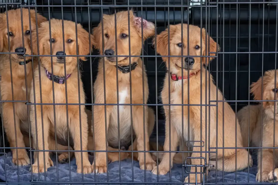 A puppy resting inside an open wire crate lined with bedding