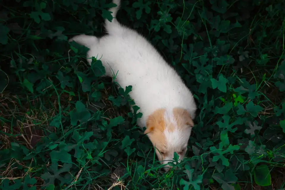 A puppy sniffing along the grass in a backyard during a supervised outdoor break
