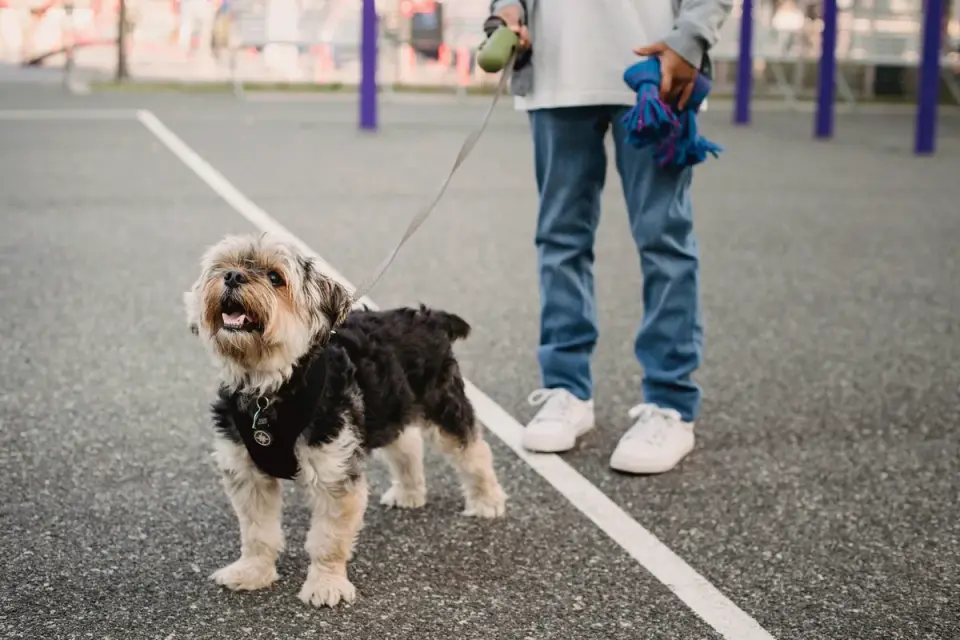 A puppy walking on a loose leash beside its owner on a sidewalk