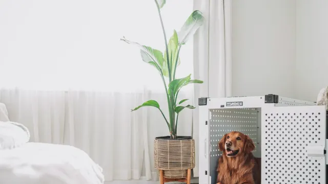 A recently adopted dog lying low near an open crate in a quiet living room
