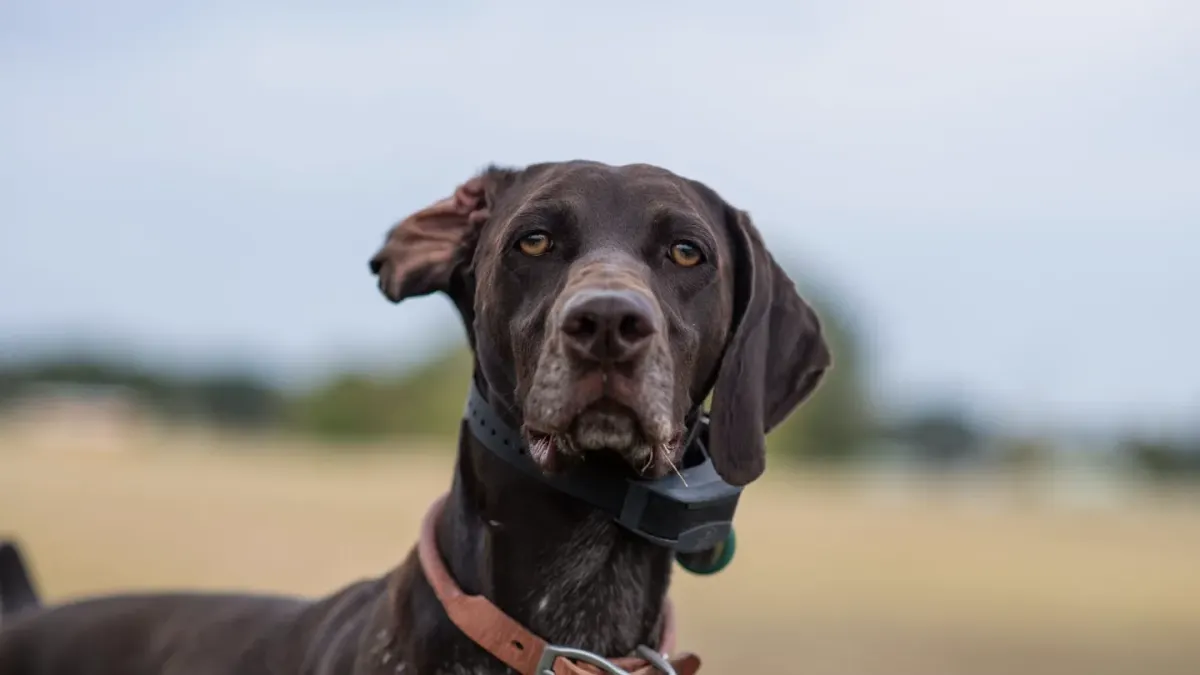 A rolled leather dog collar and a flat nylon dog collar laid side by side