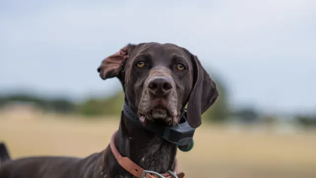 A rolled leather dog collar and a flat nylon dog collar laid side by side
