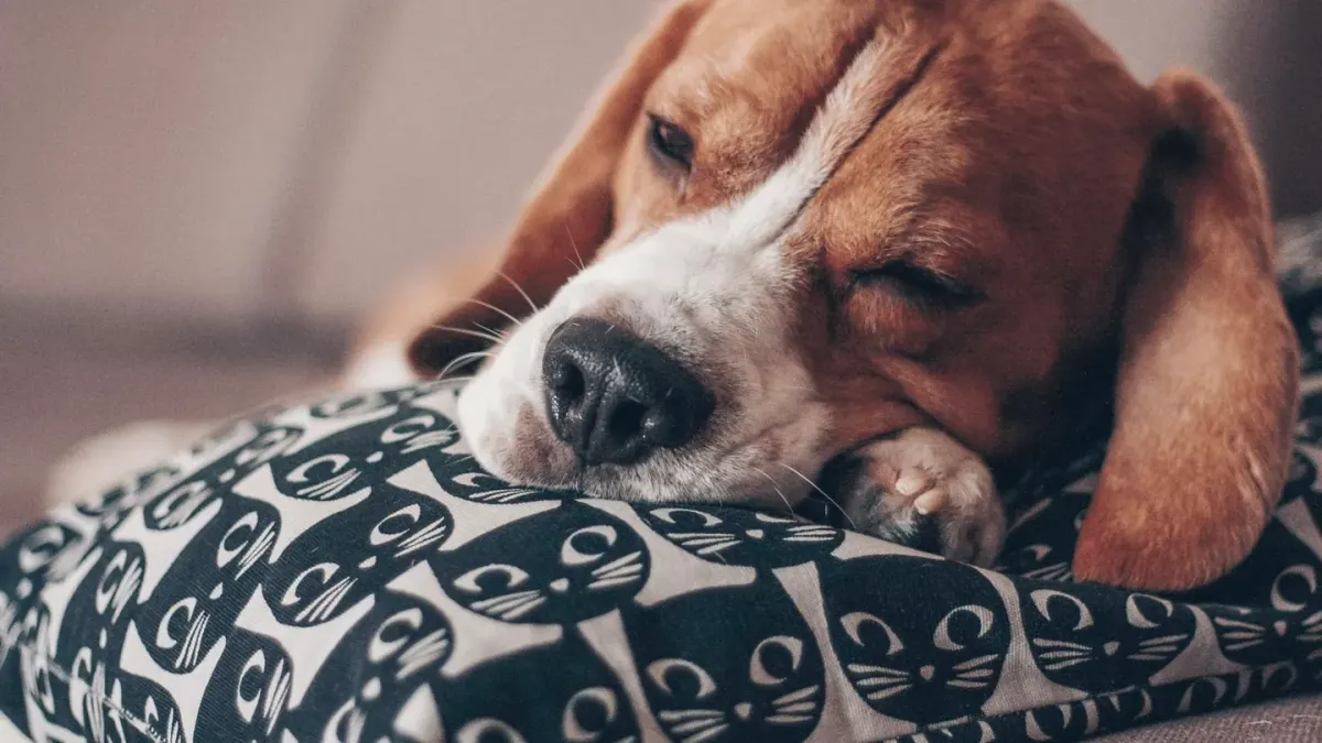 A senior beagle lying calmly on a dog bed in a sunlit living room
