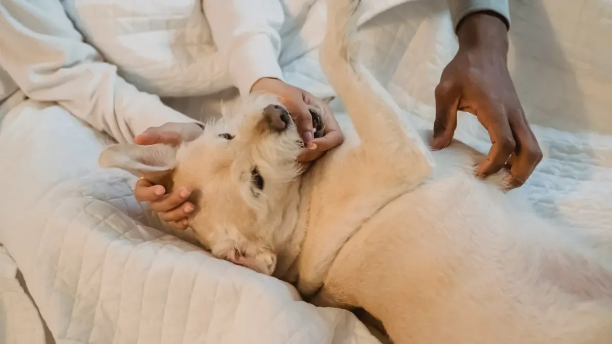 A senior dog lying on an orthopedic bed while an owner gently checks its hind leg